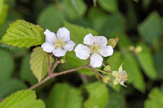 Two white blackberry blossoms macro