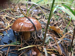 Macro photo of porcini mushroom in wet forest grass © Oksana Moonlight
