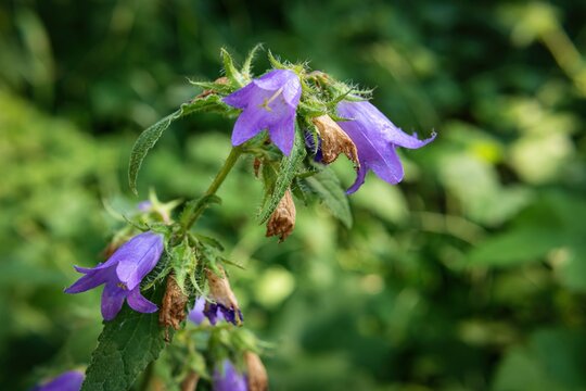 Purple bellflower in forest