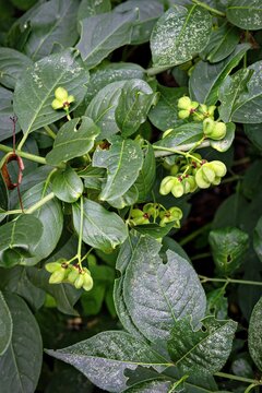Unripe spindle bush fruits