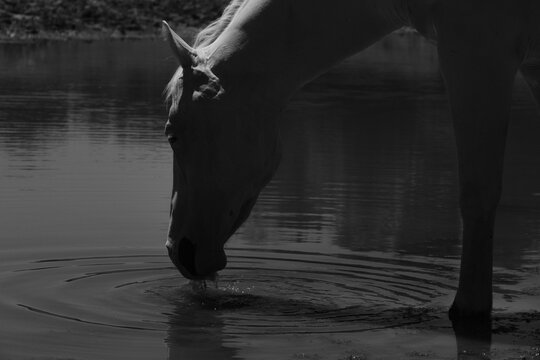Horse drinking water from a pond in black and white