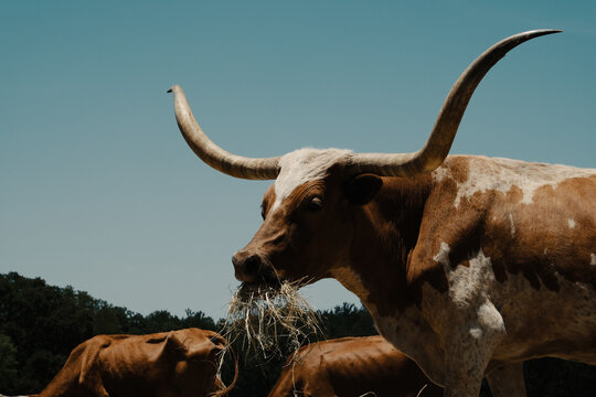 Texas Longhorn cow eating hay on a ranch against a blue sky