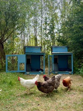four hens or free range chickens roaming and exploring lush garden habitat