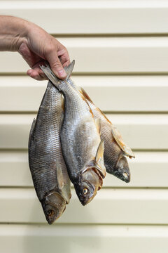 Senior man showing homemade salted and dried fish from successful catch