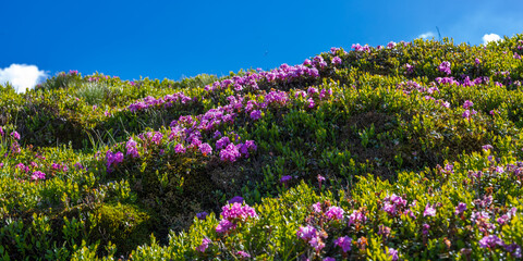 Obraz premium Close view of sunlit alpine meadow with dense pink blossoms for floral background and nature wallpaper