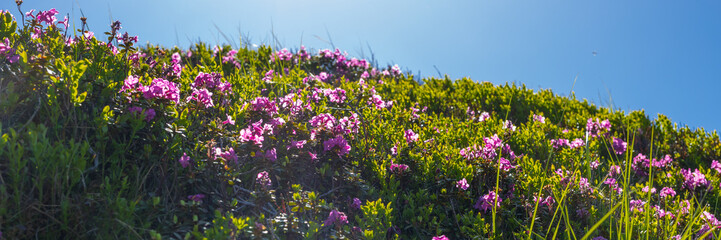 Obraz premium Panoramic sunlit hill with scattered pink wildflowers and green vegetation for spring nature background and panoramic wallpaper