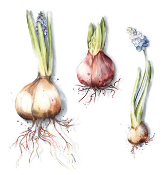 Watercolor hand drawn set of three flowering bulbs, hyacinth and muscari, roots, tubers, soft shadow, isolated on while background. Botanical illustration for garden guide, seed packaging