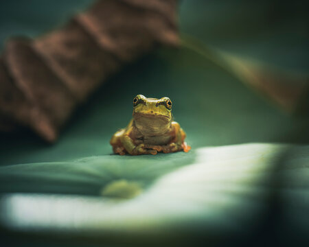 Close up photo of a frog's face
