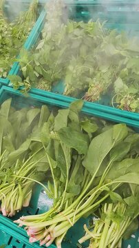 Fresh green herbs and leafy vegetables being sprayed with cool mist from a humidifier system to maintain freshness in a grocery store