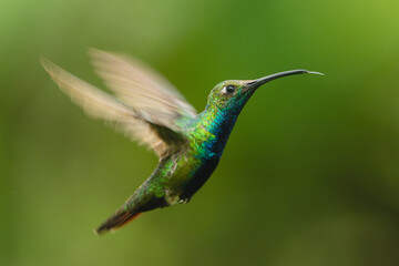 Obraz premium Black-throated mango hovers against green bokeh background