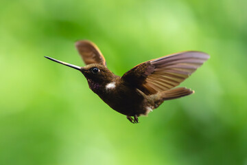 Obraz premium Brown inca flying against green bokeh background
