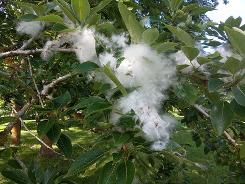 Close-Up of White Fluffy Poplar Tree Seed Cotton Tufts on Green Branches in Spring
