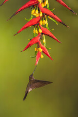 Obraz premium Brown inca hovers drinking under heliconia flower