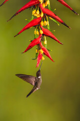 Obraz premium Brown inca lifts wings below heliconia flower