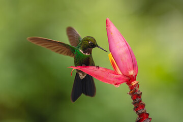 Obraz premium Brown inca perches flapping wings on flower
