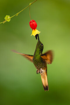 Buff-tailed coronet flaps wings drinking under flower