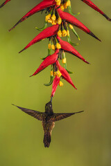 Obraz premium Buff-tailed coronet hovers drinking beneath red heliconia