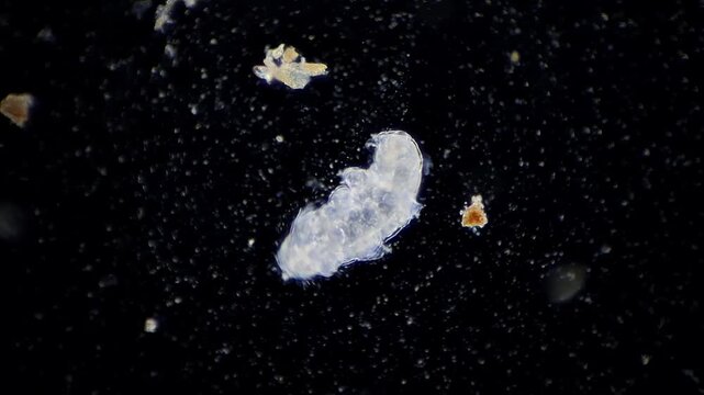 Microscopic view of a living tardigrade water bear in its habitat 