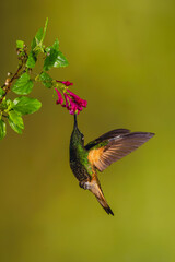 Obraz premium Buff-tailed coronet hovers drinking under purple flowers