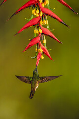 Obraz premium Buff-tailed coronet hovers drinking under heliconia flower