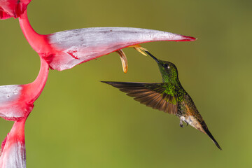 Obraz premium Buff-tailed coronet hovers drinking underneath heliconia flower