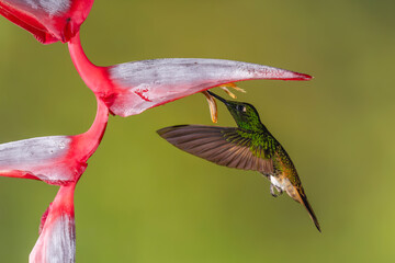 Obraz premium Buff-tailed coronet hovers feeding below helicona flower