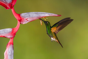 Obraz premium Buff-tailed coronet hovers feeding under helicona flower