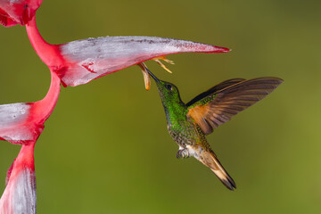 Obraz premium Buff-tailed coronet hovers feeding beneath helicona flower