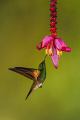 Obraz premium Buff-tailed coronet hovers feeding from banana flower