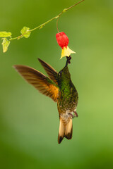 Obraz premium Buff-tailed coronet lifts wings drinking under flower