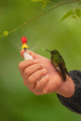 Obraz premium Buff-tailed coronet on hand spraying red-and-yellow flower
