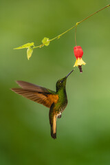Obraz premium Buff-tailed coronet lifts wings under red-and-yellow flower
