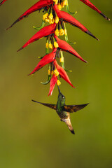 Obraz premium Buff-tailed coronet hovers underneath heliconia flower drinking