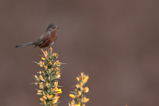 Dartford warbler