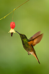 Obraz premium Buff-tailed coronet with blurred wings licks flower