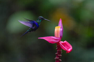 Obraz premium Crowned woodnymph hovers over pink banana flower