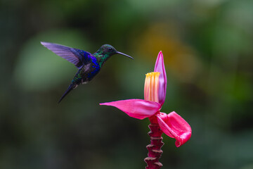 Obraz premium Crowned woodnymph hovers above pink banana flower