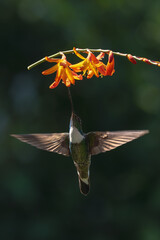 Obraz premium Collared inca spreads wings under orange flowers