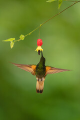 Obraz premium Buff-tailed coronet spreads wings feeding on flower