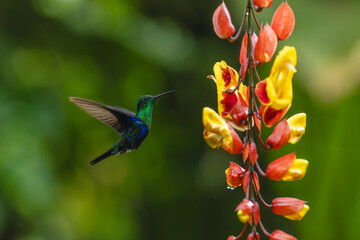 Obraz premium Crowned woodnymph hovers in profile near flower