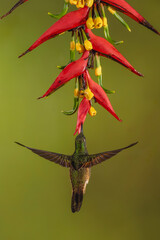 Obraz premium Buff-tailed coronet spreads wings under heliconia drinking