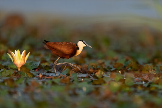 African jacana on lilies 