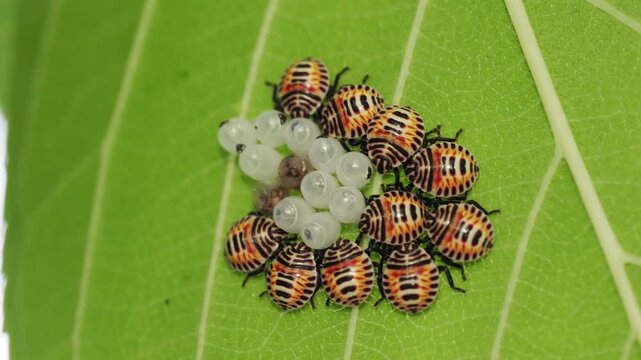 キマダラカメムシの卵と幼虫