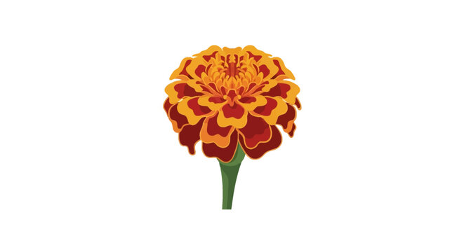 Vector illustration of a single blooming French marigold flower with layered orange and red petals, gold edges, and a green stem, isolated on a white background for graphic use.