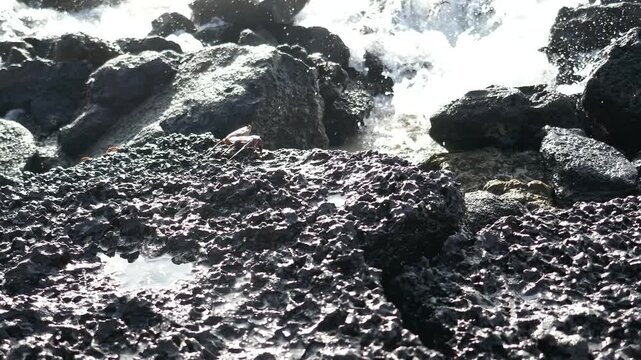 Galapagos Islands volcanic rocky shoreline with sally lightfoot crabs and splashing ocean waves