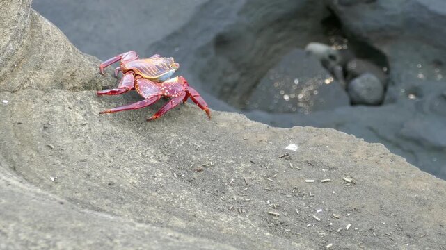 Galapagos Islands sally lightfoot crab walking backwards on rock