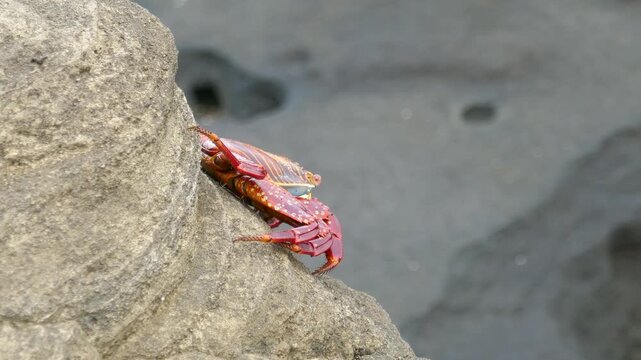 Sally lightfoot crab hiding on back side of rock of Galapagos island