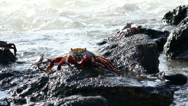 Small sally lightfoot crabs crossing volcanic rock with ocean spray in background and larger crab in foreground