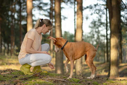 Active woman playing with dog on day outdoors in forest, pet owner spending time with pet in nature, female training domestic dog and building relationships, positive pastime on fresh air together.