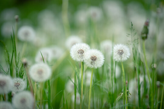 Closeup of soft dandelion puff flowers and grass on field. Calm summer nature background. Airy dandelion meadow. Invasive plant, weeds.